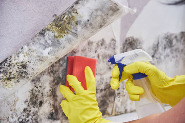 Best Real Estate Mold Inspection  in Cozad, NE